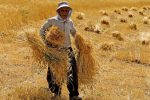 مطالبات گندم کاران تا ۱۰ روز آینده پرداخت می‌شود