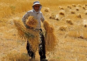 مطالبات گندم کاران تا ۱۰ روز آینده پرداخت می‌شود