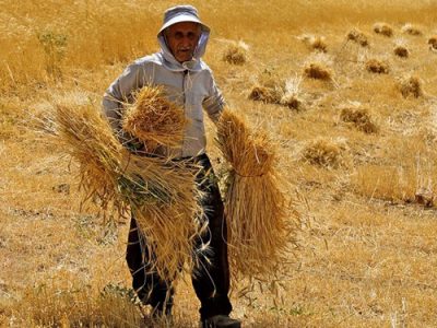 مطالبات گندم کاران تا ۱۰ روز آینده پرداخت می‌شود