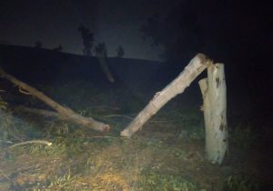 دستگیری متخلف قطع درختان دست کاشت در بهبهان