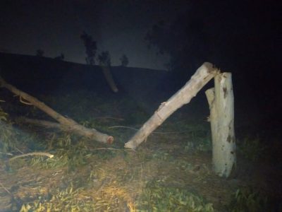 دستگیری متخلف قطع درختان دست کاشت در بهبهان